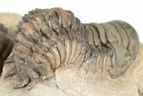 Crotalocephalina Trilobite With Reedops - Lghaft, Morocco #201252-6